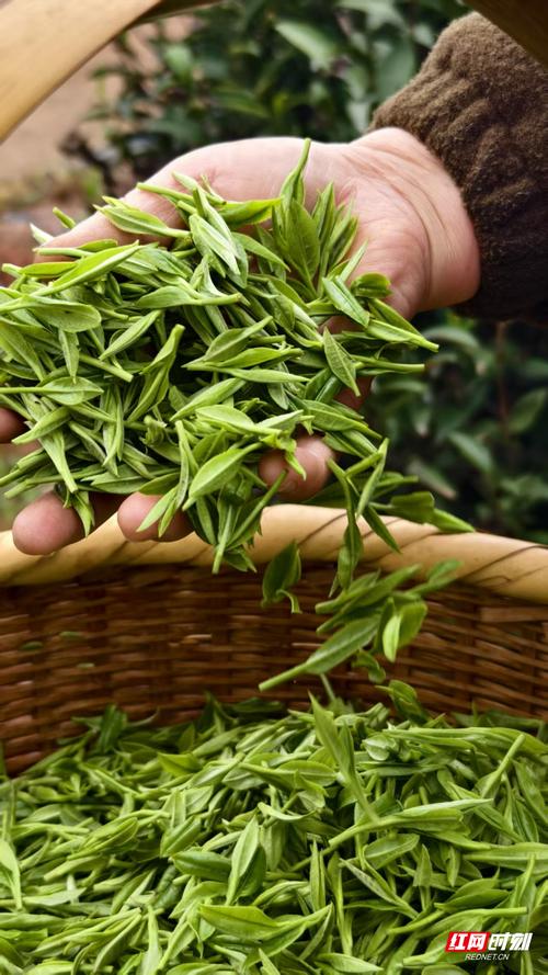 鐵香茶業(yè) 以完整產(chǎn)品體系，演繹中國茶的萬千風(fēng)情